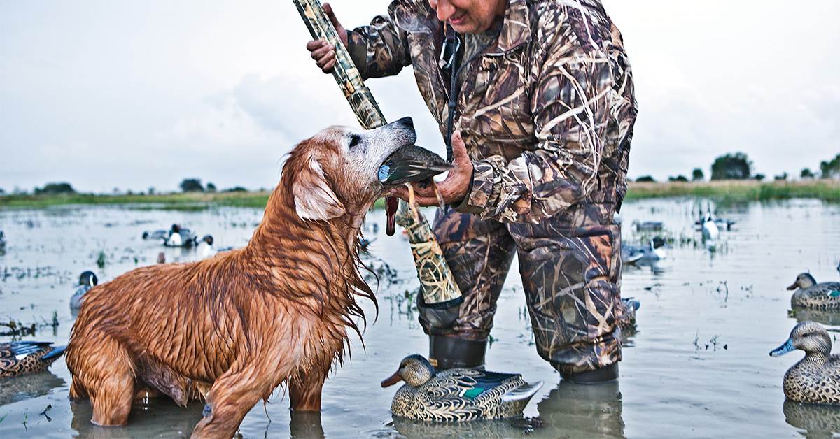 Retrievers The Re Homed Retriever Ducks Unlimited